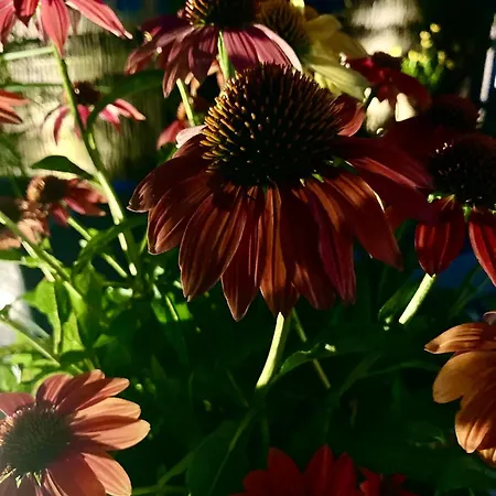 Lejlighed - Zuhause Im Weilerblick - Berg bei Ravensburg