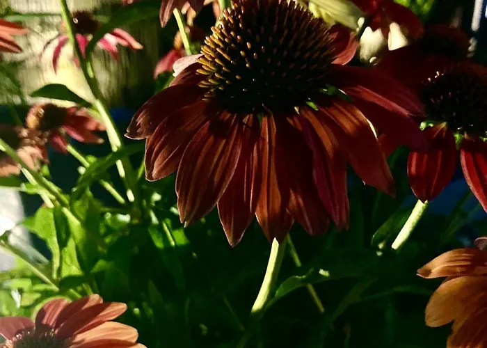 شقة - Zuhause Im Weilerblick - بيرغ باي رافِنسبورغ