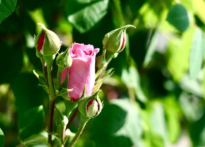 شقة - Zuhause Im Weilerblick - بيرغ باي رافِنسبورغ